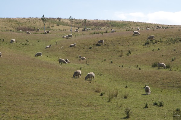 New Zealand 09 10  158